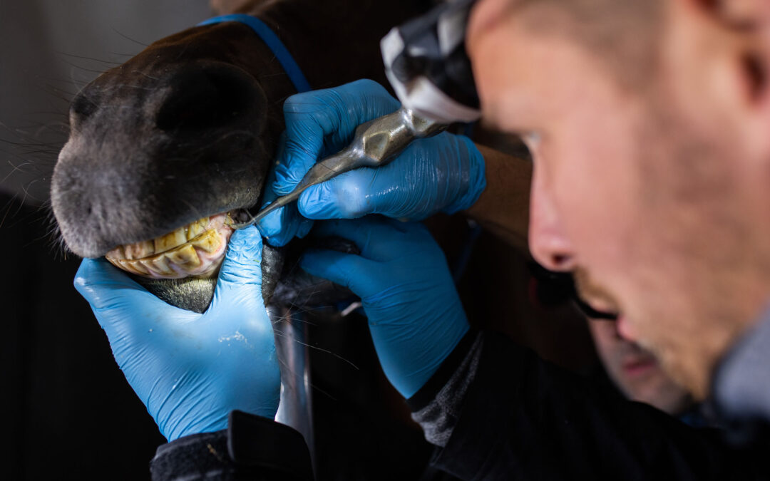 Odontoklastyczna resorpcja i hipercementoza zębów koni – EOTRH